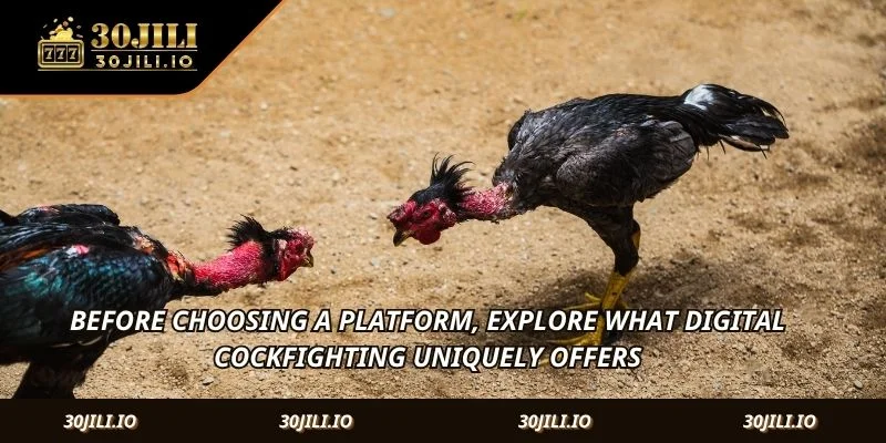 Before choosing a platform, explore what digital cockfighting uniquely offers.