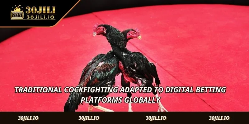 Traditional cockfighting adapted to digital betting platforms globally